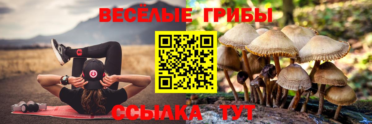 Псилоцибиновые грибы Psilocybine cubensis Касимов